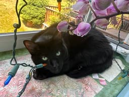 Black cat with green eyes resting on a windowsill beside pink orchids and colorful string lights, with a garden view outside.