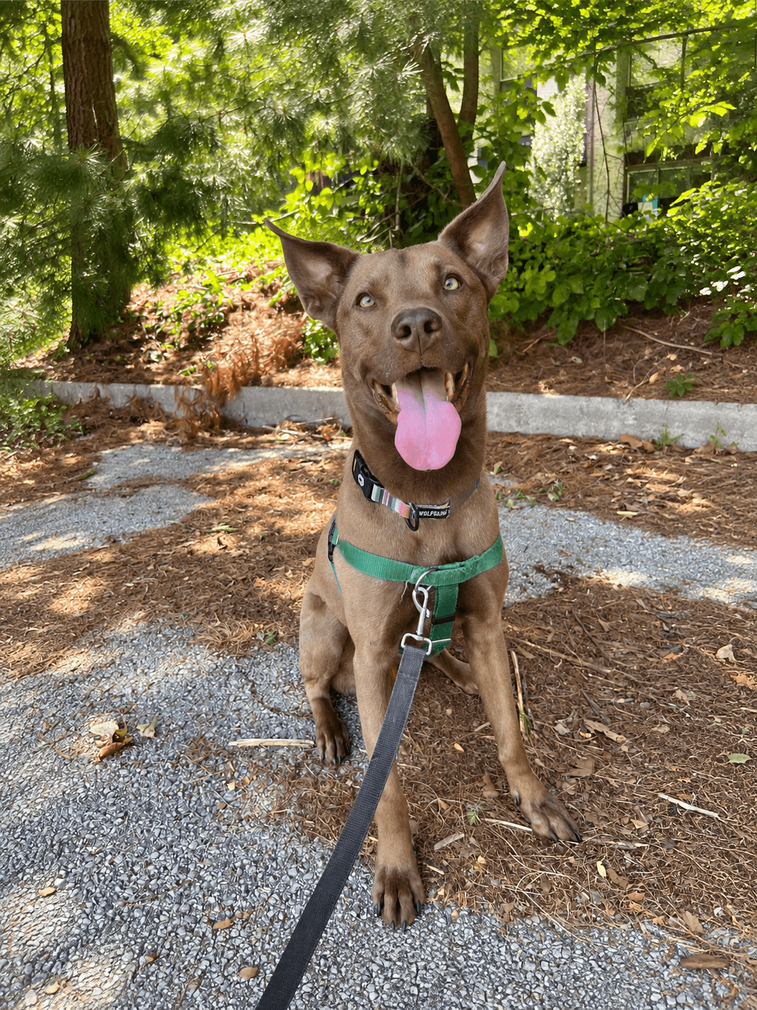 Dog Walking