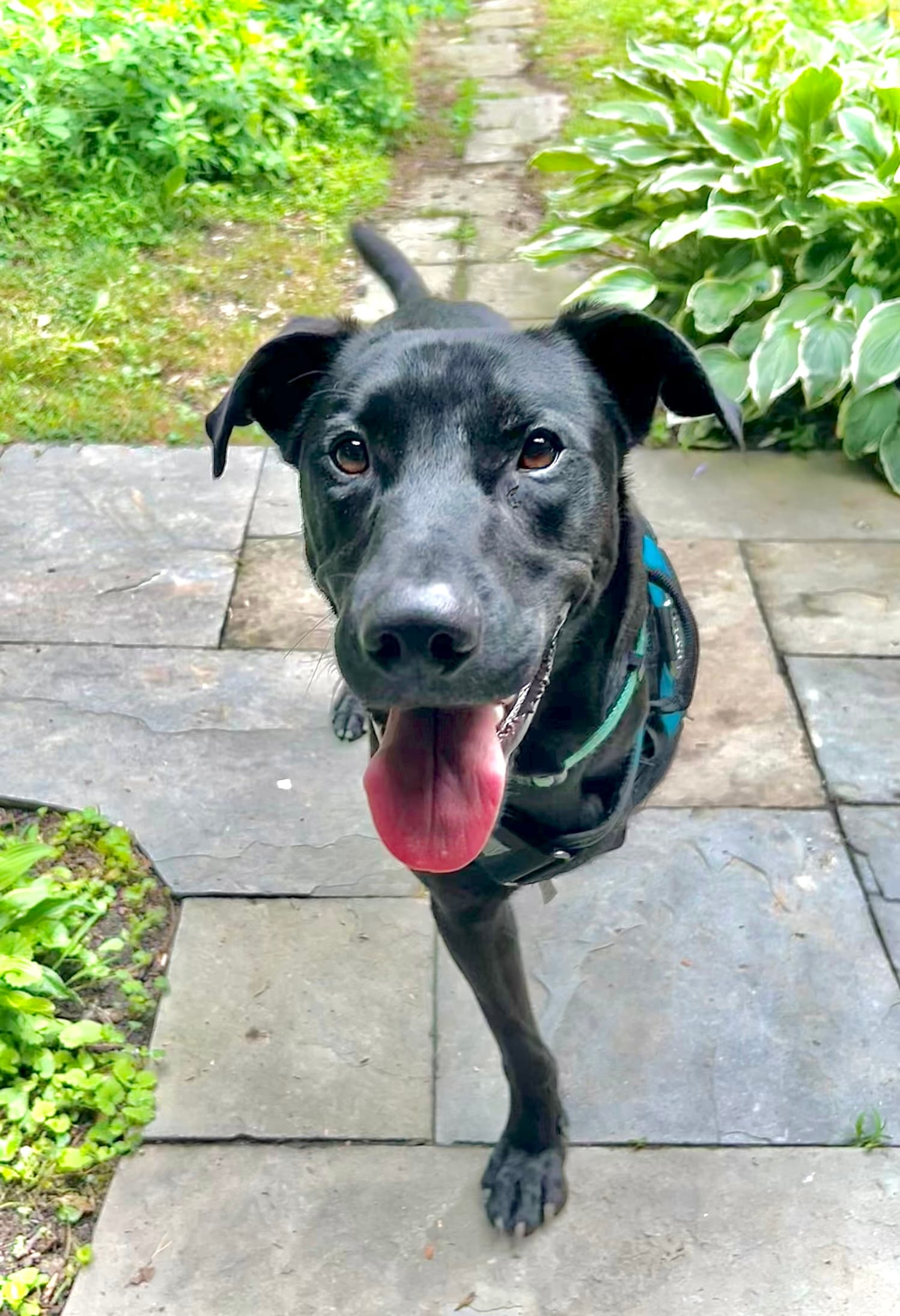 Three-legged black lab mix enjoys some outdoor time on a nice summer dasy