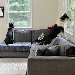 A black lab and a white and black cattle dog standing on a couch and staring alertly out windows on opposing sides