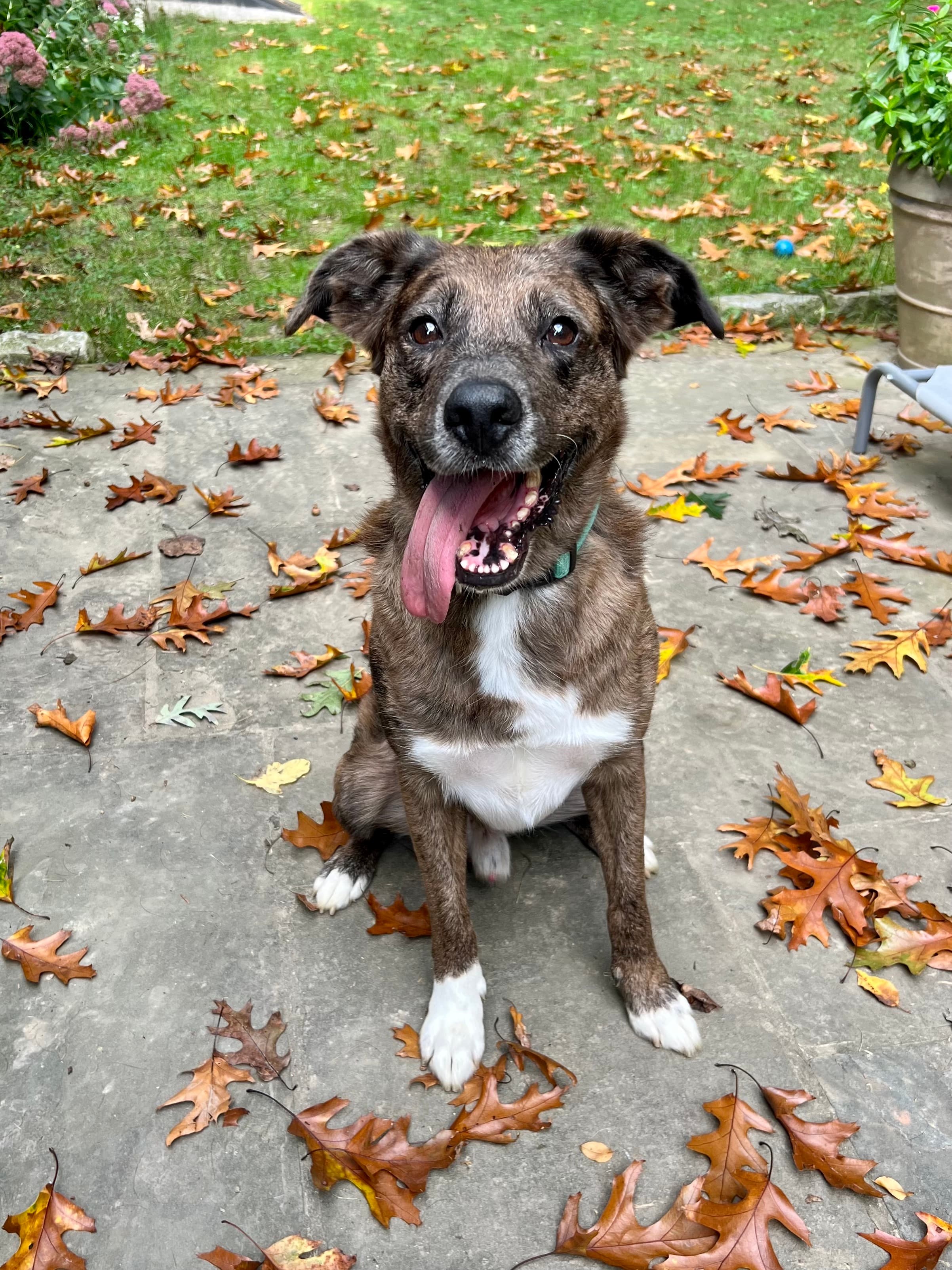 A Catahoula Leopard Dog poses amongst fallen leaves in a backyard