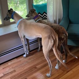 Two greyhounds with collars stand side by side, looking out a window.