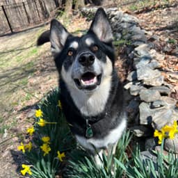 A happy black and white dog with pointy ears stands among yellow flowers near a stone path, looking up with an open mouth.