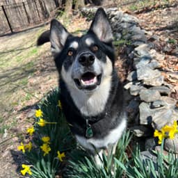 A husky-german shepherd mix stands smiling in the flower garden