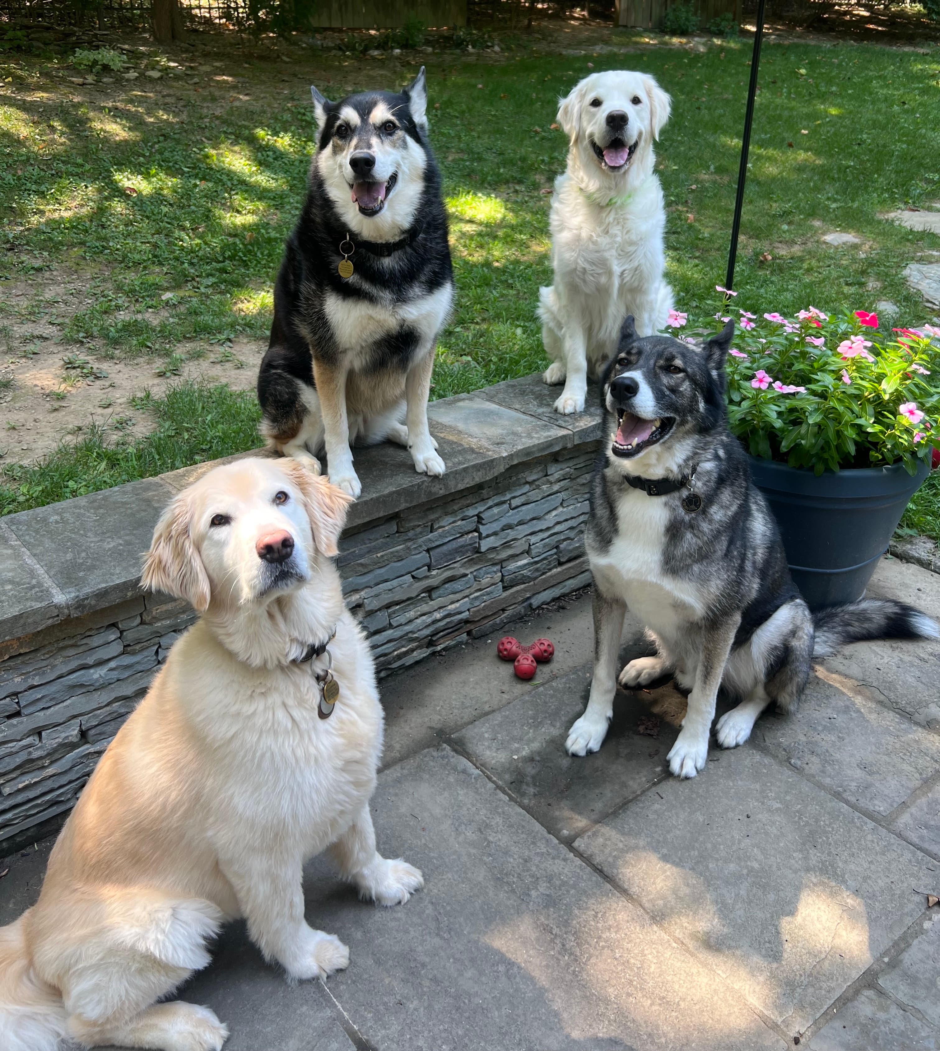 Doggy Daycare