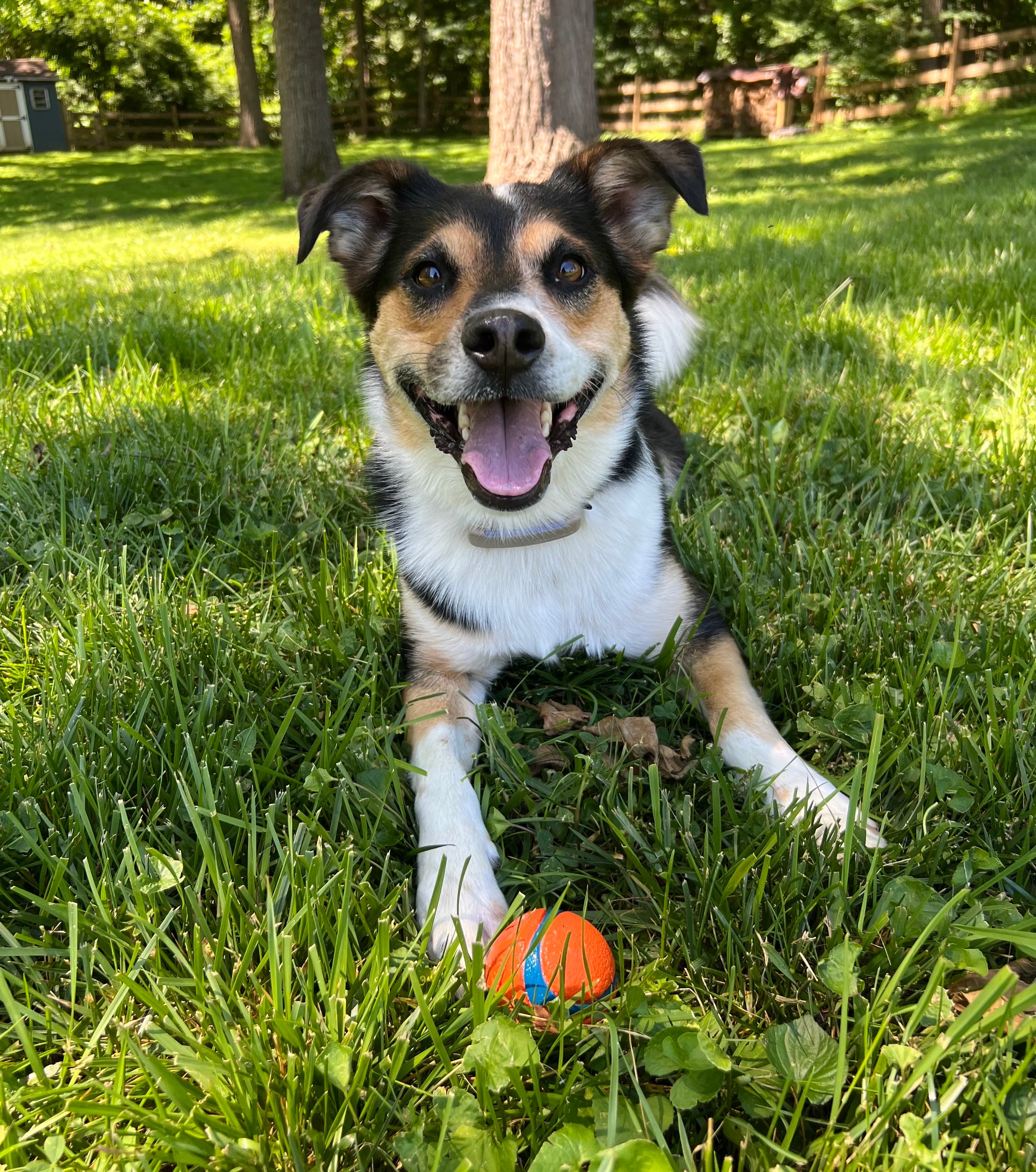 Daytime Pet Care