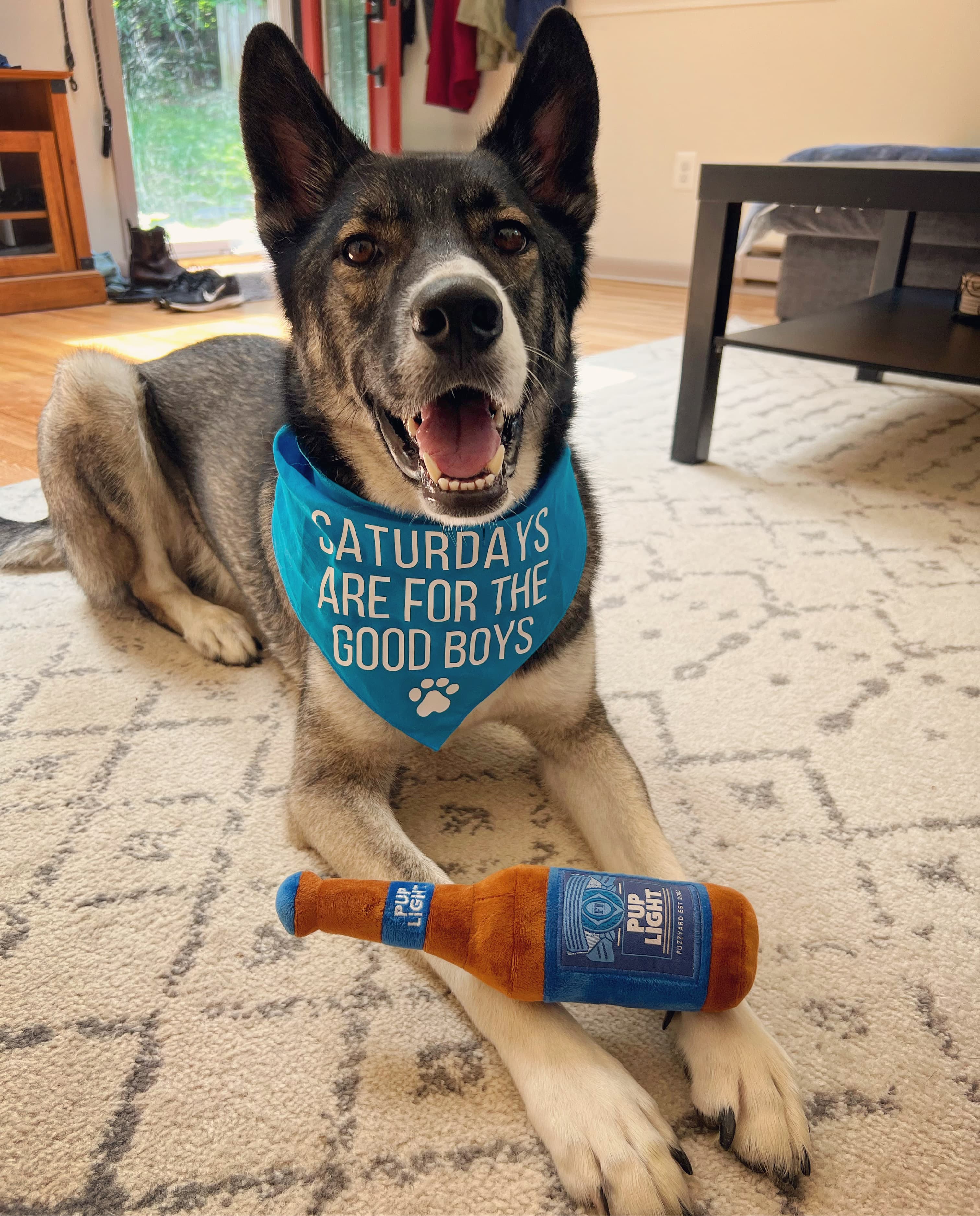 A husky wearing a blue bandana that says "Saturdays are for the good boys," lying on a rug with a toy beer bottle by its paw.