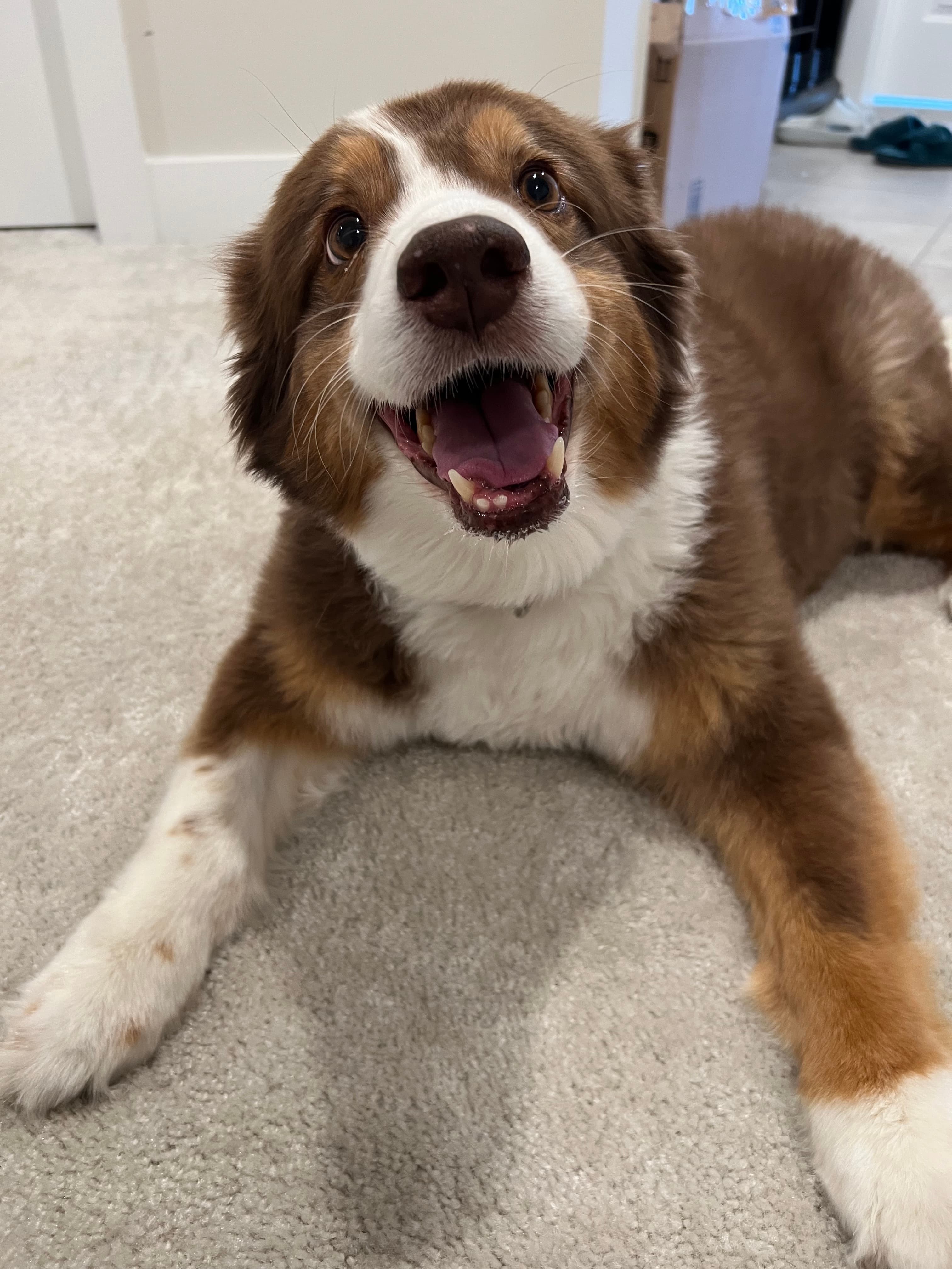 An australian shepherd dog is happy and tired out after a good walk