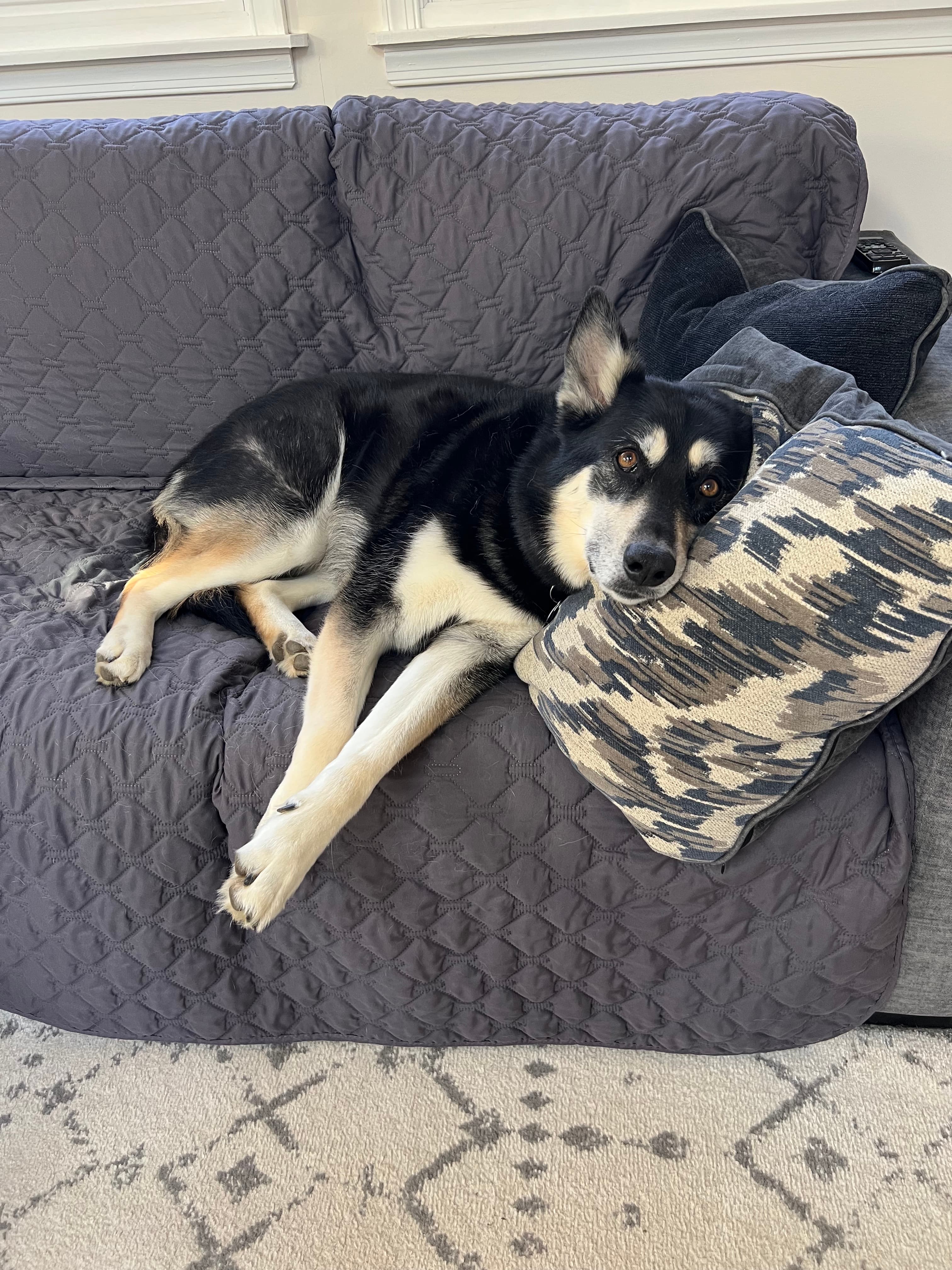 Husky mix rests her head on a pillow as she takes a mid-day nap on a couch