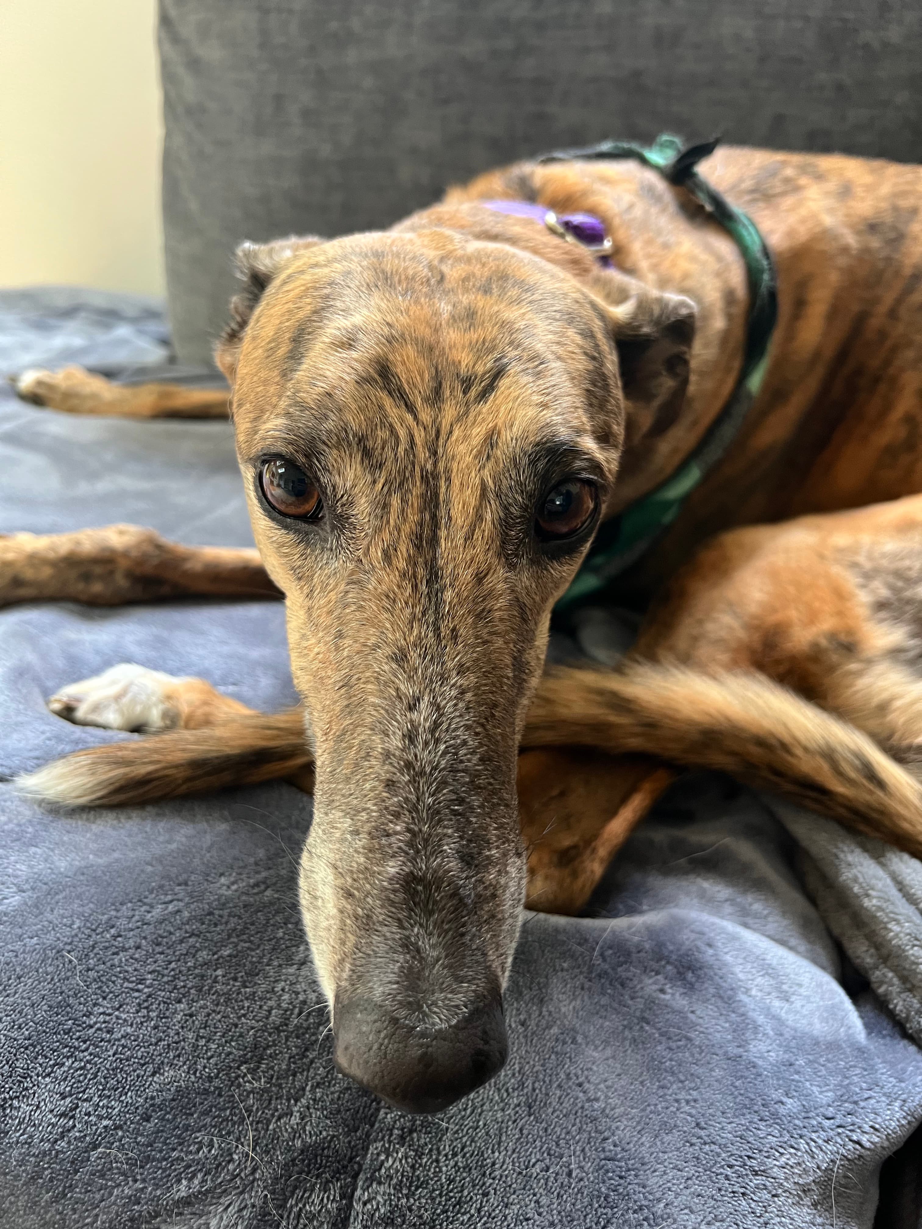 A brown brindle greyhound with a long snout and soulful eyes lies on a gray couch, looking directly at the camera.