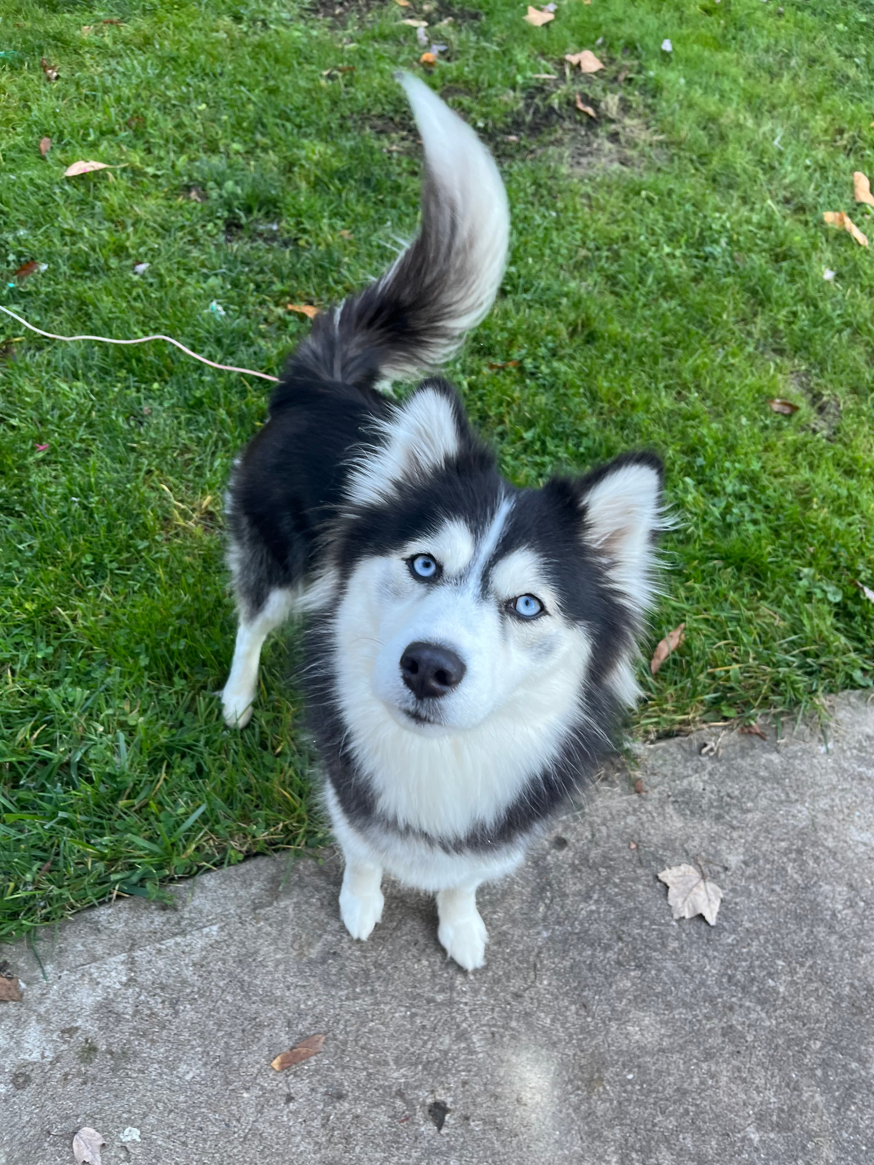A black and white husky with blue eyes looks up while standing on grass next to a concrete path. Its tail is raised and fluffy.
