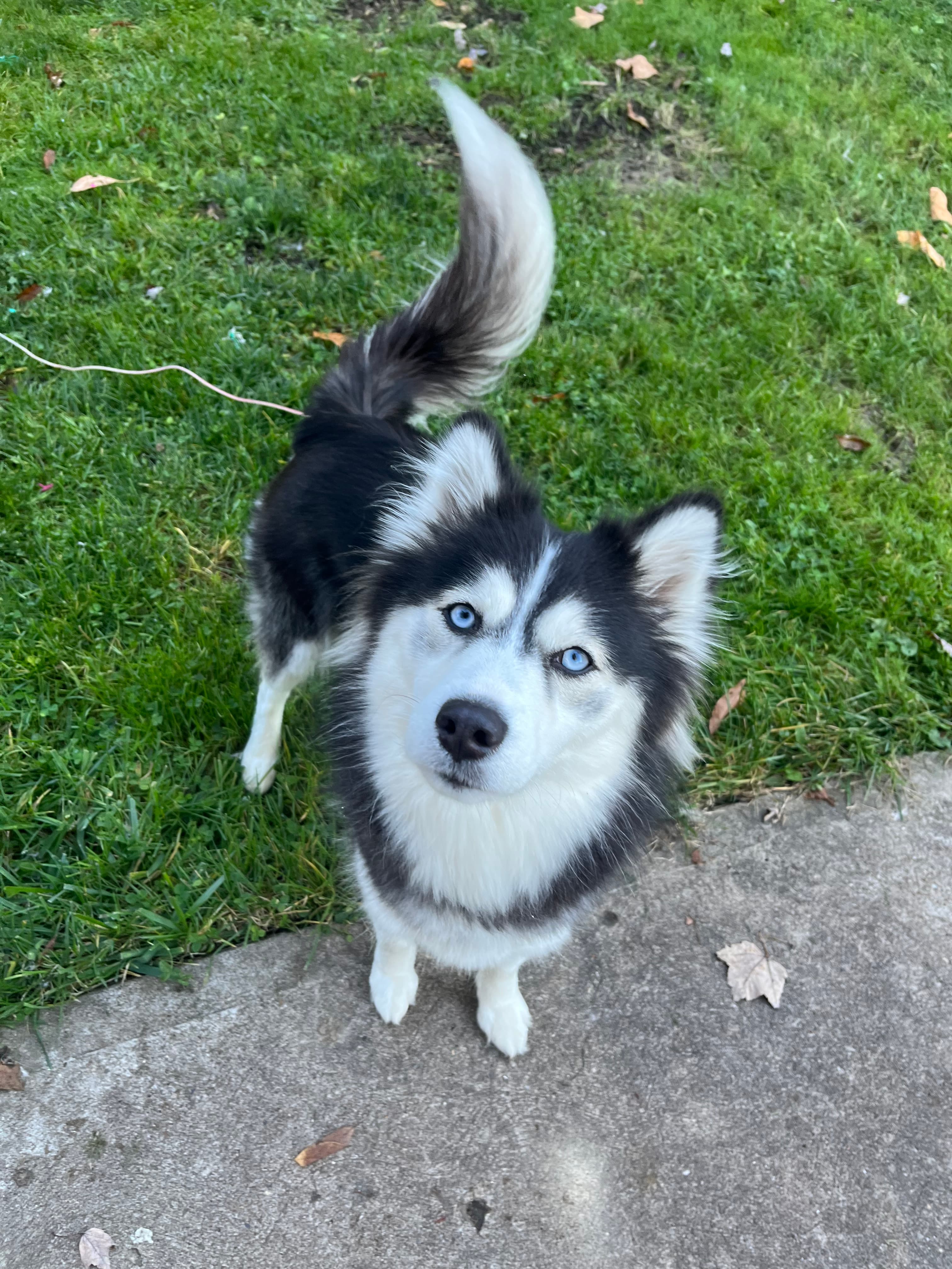 A Pomsky stares intently into the camera during her dog walk