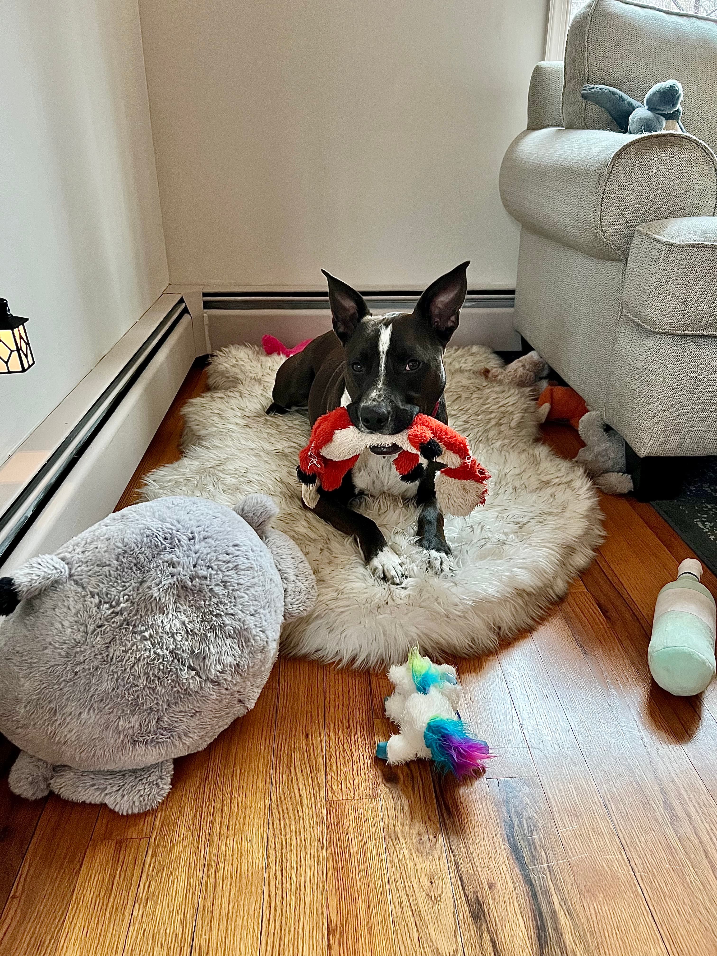 Black and white dog on a fluffy dog bed, holding a red toy, surrounded by plush toys, near a sofa.